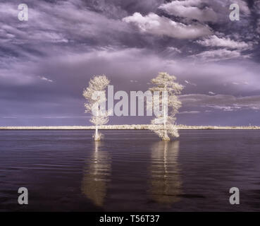 Two bald cypress tress on the water of Lake Drummond in Virginia, shot in infrared, which makes them appear bright white, as if frozen or snow covered Stock Photo