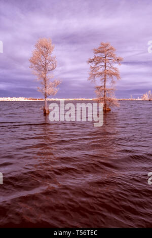 Two bald cypress tress on the water of Lake Drummond in Virginia, shot in infrared, which makes them appear bright white, as if frozen or snow covered Stock Photo