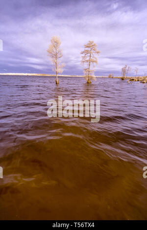 Two bald cypress tress on the water of Lake Drummond in Virginia, shot in infrared, which makes them appear bright white, as if frozen or snow covered Stock Photo