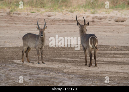 Two waterbucks standing together, Tarangire National Park, Tanzania Stock Photo