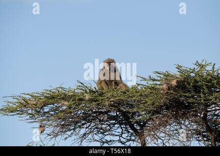 Wild Monkey on Top of a Tree, Macaco Prego Stock Photo - Image of cebus,  animal: 154088706