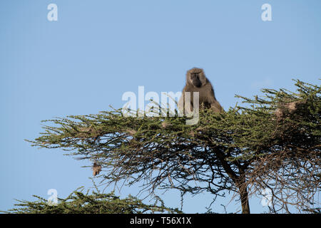 Wild Monkey On Top Of A Tree, Holding On Branches. Primate Macaco