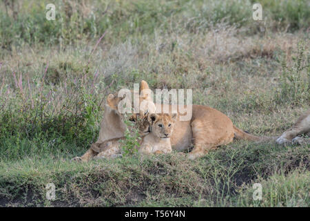 Lion cub resting with mother Stock Photo