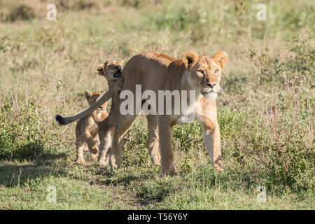 Lion cub climbing on mom's back Stock Photo