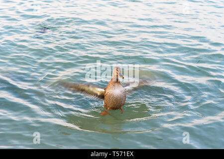 Mallard duck or Anas platyrhynchos on Garda Lake, Lago di Garda in Peschiera del Garda. Italy Stock Photo