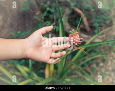 palm of the child shows with a finger on a small pineapple. on a branch pineapple bush. Stock Photo