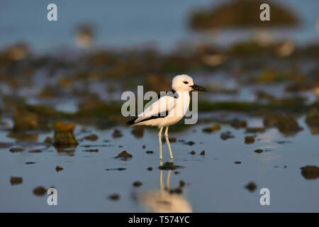 Crab plover, Dromas ardeola, Khijadiya Bird Sanctuary, Jamnagar, Gujarat, India. Stock Photo