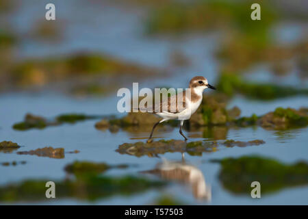 Lesser sand plover, Charadrius mongolus, Khijadiya Bird Sanctuary, Jamnagar, Gujarat, India. Stock Photo