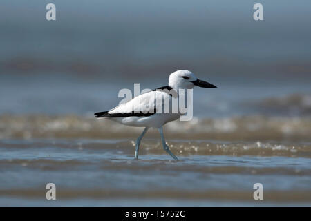 Crab plover, Dromas ardeola, Jamnagar, Gujarat, India. Stock Photo