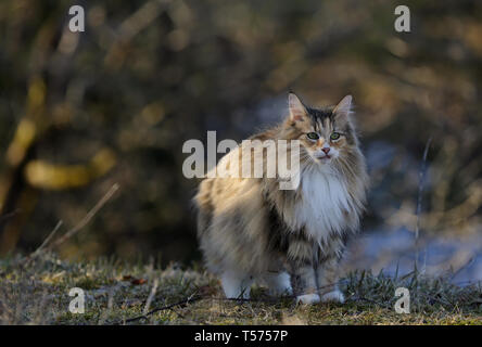 A  norwegian forest cat standing  on the edge of a forest on an early spring day Stock Photo