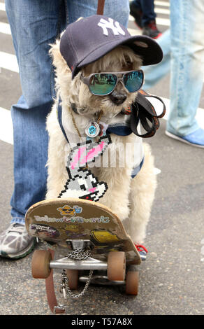 New York City, New York, USA. 21st Apr, 2019. A dog wears a NY Yankee hat  while on a skateboard during the Easter Parade on Fifth Avenue. The parade  originally started in the 1870's. Credit: Nancy Kaszerman/ZUMA Wire/Alamy  Live News Stock Photo