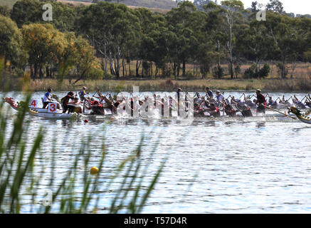 (190422) -- CANBERRA, April 22 (Xinhua) -- Photo taken on April 22, 2019 shows competitors take part in the 22nd annual Australian Dragon Boat Championships on Lake Burley Griffin of Canberra, Australia. (Xinhua/Chu Chen) Stock Photo