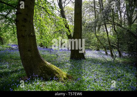 Haywards Heath Sussex, UK. 22nd Apr, 2019. A carpet of Spring bluebells in full bloom in woods near Haywards Heath Sussex on another beautiful hot sunny day Credit: Simon Dack/Alamy Live News