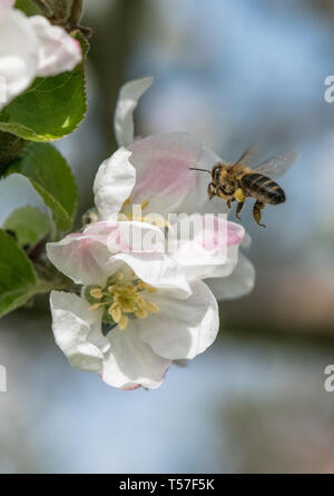 Bee making honey. Flowering tree and bee making honey on it Stock Photo ...