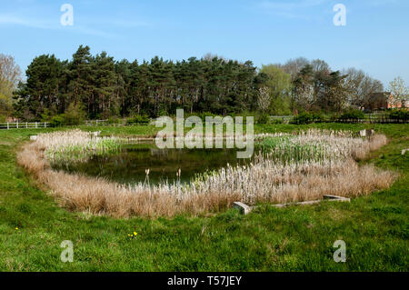 A pond on the Greenway Woodland Walk, Meon Vale, Long Marston, Warwickshire, England, UK Stock Photo