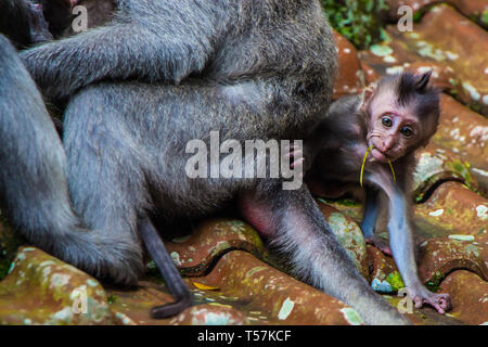 A newborn baby monkey learns to crawl in the Monkey Temple in Ubud, Bali, Indonesia Stock Photo