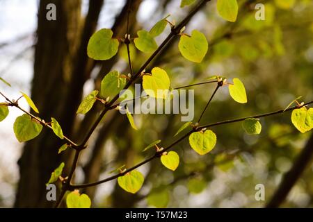 Delicate leaves of the Katsura tree. Stock Photo