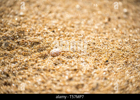 Small shells washed up on Sunset Beach on Oahu, Hawaii Stock Photo