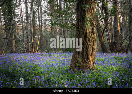 Blue bells on the forest floor with low light hitting the trees Stock Photo