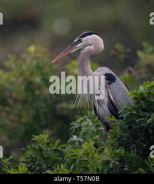 A heron in Florida Stock Photo