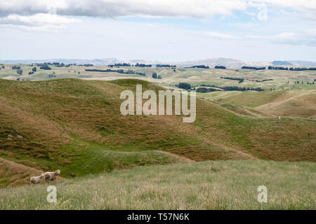 Heard of sheep in pasture, North Island, New Zealand Stock Photo