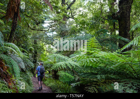 Man Hiking on Trail through Primeval forest to Lake Waikareiti to Te Urewera, Hawkes Bay Region, North Island, New Zealand Stock Photo