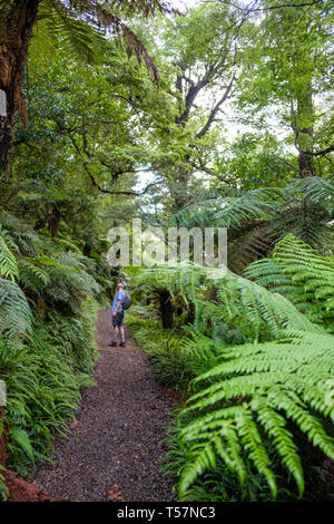 Man Hiking on Trail through Primeval forest to Lake Waikareiti to Te Urewera, Hawkes Bay Region, North Island, New Zealand Stock Photo