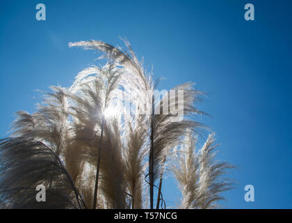 Pampas grass against a stunning blue sky in the spring time. Stock Photo