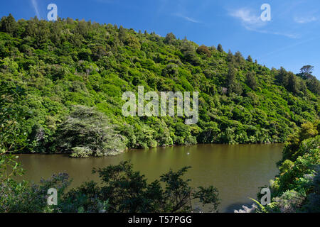 Lower Karori Reservoir in Zealandia, a  conservation project and attraction is the world's first fully-fenced urban ecosanctuary of 225 HA, Wellington Stock Photo