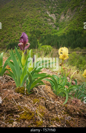 Wild iris, Bulgaria, growing at the top of Kresna gorge, early spring Stock Photo