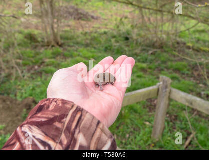 Imature Bank Vole (Myodes glareolus) being handled by a volunteer warden, on a nature reserve in the Herefordshire UK countryside. April 2019. Stock Photo