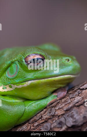 Close up image of the head of an Australian green tree frog Stock Photo