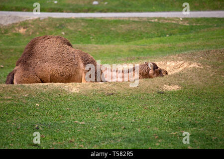 Isolated dromedary is resting on the grass Stock Photo