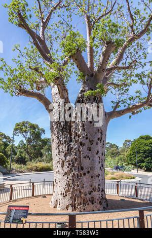 Boab Tree in Perth King's Park (Botanical Gardens) Stock Photo