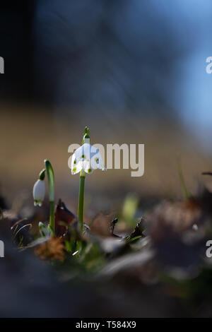 two snowdrops Leucojum vernum  blurred background Stock Photo
