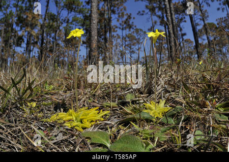 Pinguicula lutea, yellow flower butterwort Stock Photo