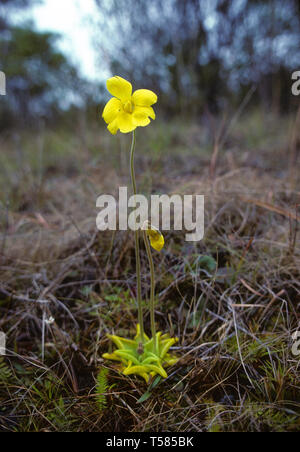 Pinguicula lutea, yellow flower butterwort Stock Photo
