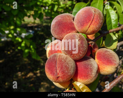 Natural fruit. Peaches on peach tree branches Stock Photo