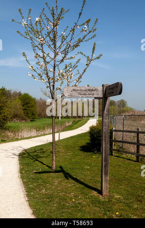 The Greenway Woodland Walk, Meon Vale, Long Marston, Warwickshire, England, UK Stock Photo