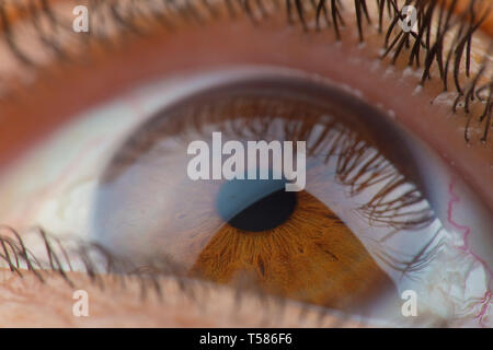 Female open eye brown closeup with long lashes Stock Photo