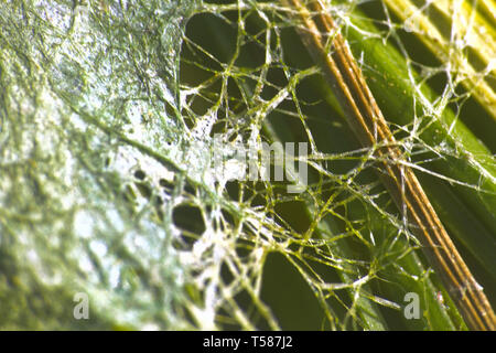 Algae polluted water. film of algae on surface of the water preventing the formation of oxygen and causing death to aquatic organisms Stock Photo