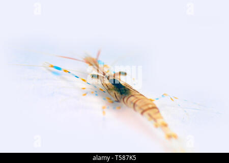 rockpool shrimp (Palaemon elegans) from the southern coast of Crimea, Black Sea. Macro isolated on white background Stock Photo