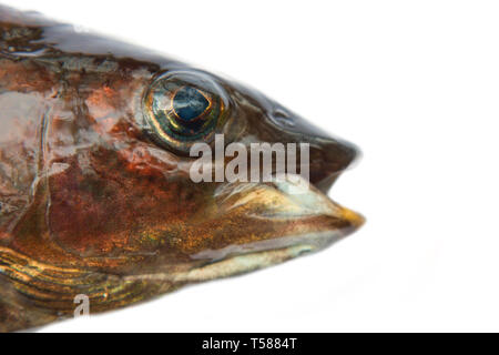 European grayling (Thymallus thymallus) from Scandinavia. Male in form, length of top fin (sail). Dark because in in muddy ducts. Portrait, isolated o Stock Photo