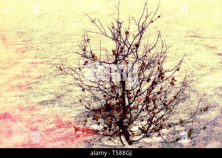 winter magic in nature. lonely tree in the snow glitters in the sun Stock Photo