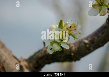 Blossoming branch of a plum tree in spring Stock Photo