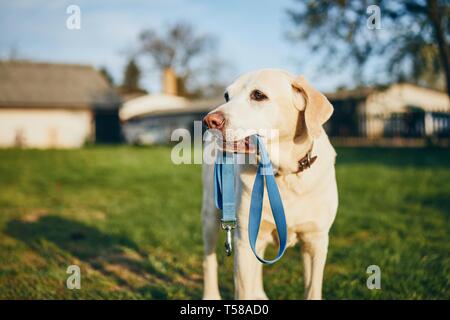 Dog holding leash in mouth. Cute labrador retriever waiting for walk on back yard of house. Stock Photo