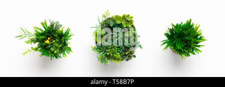 Artificial grassy plants in pots on white background Stock Photo