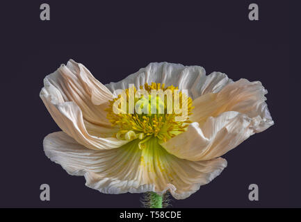 Floral fine art still life detailed color macro of a single isolated wide opened white yellow iceland poppy blossom isolated on blue background Stock Photo