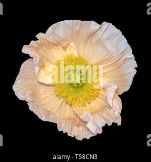 Floral fine art still life detailed color macro of a single isolated wide opened white yellow iceland poppy blossom isolated on black background Stock Photo