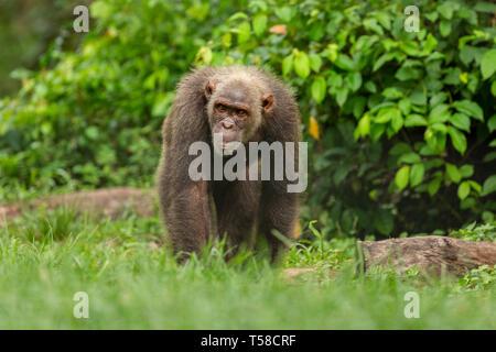 Wild monkey in the jungle. Primate Macaco Prego - Sapajus gender